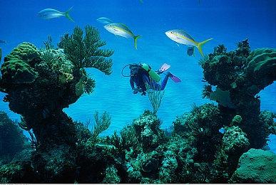 肉鸽游戏《怪物大厨》Steam页面上线 支持中文